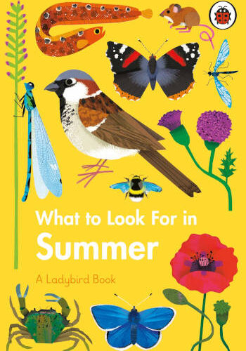 Ladybird What to Look For in Summer